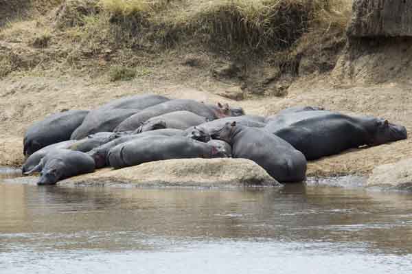 61 - Kenia - Hipopotamos - reserva nacional de Masai Mara